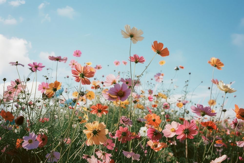Colorful flower field landscape outdoors blossom.