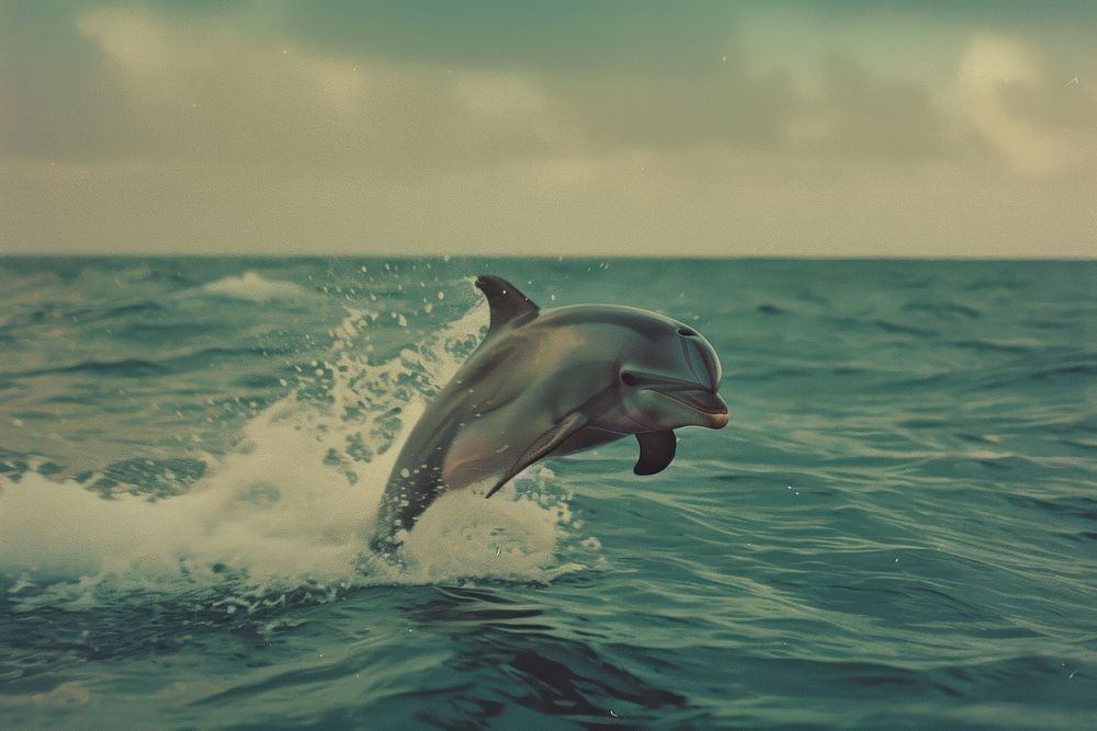 Dolphin outdoors nature animal.