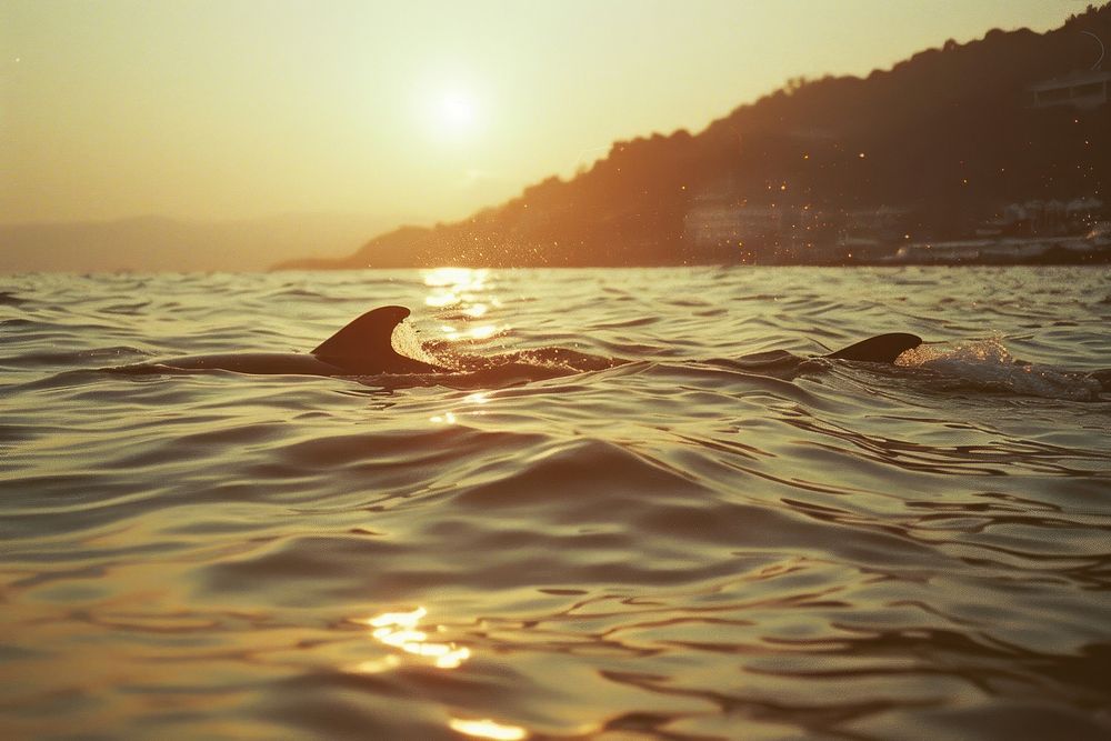 Dolphin outdoors swimming nature.