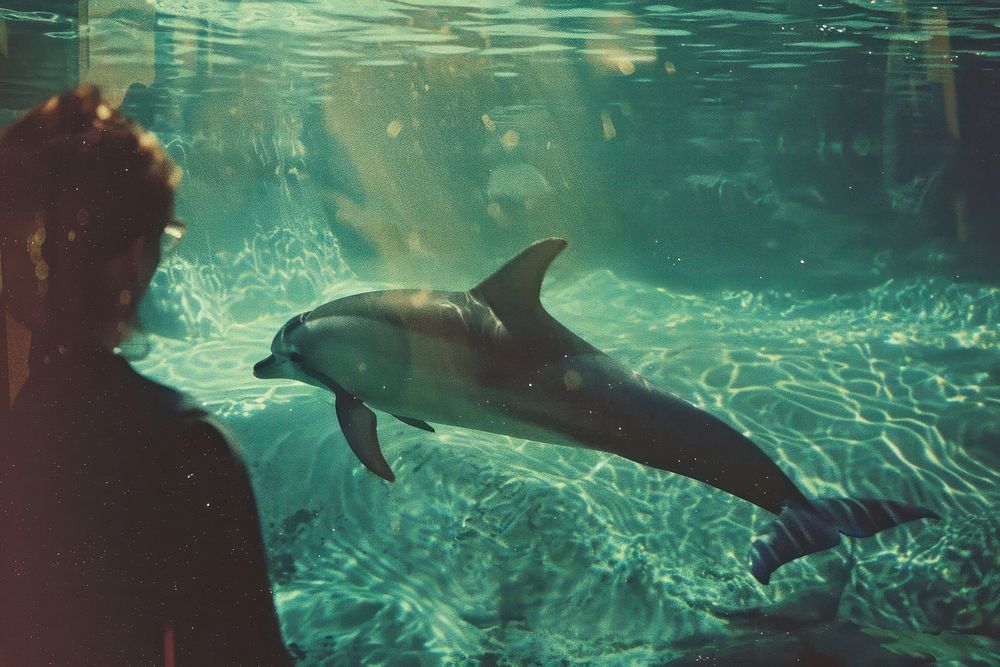 Dolphin outdoors animal mammal.