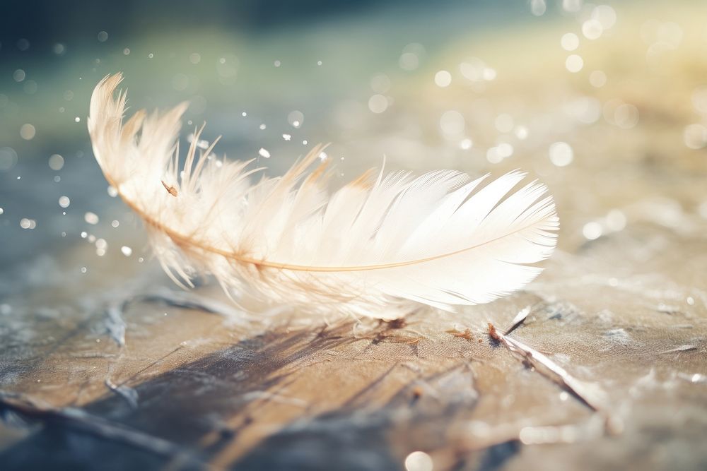Feather falling outdoors nature animal.