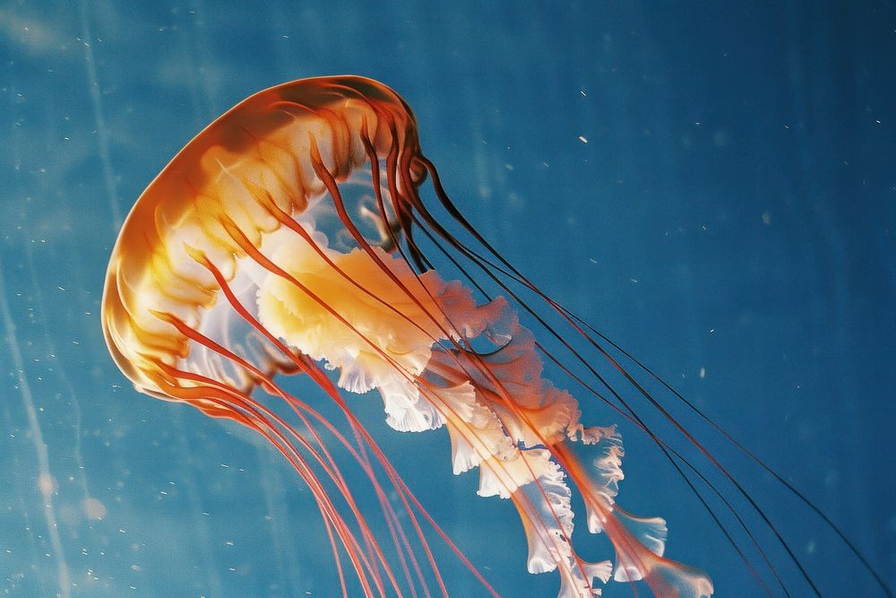 Jellyfish animal invertebrate zooplankton.