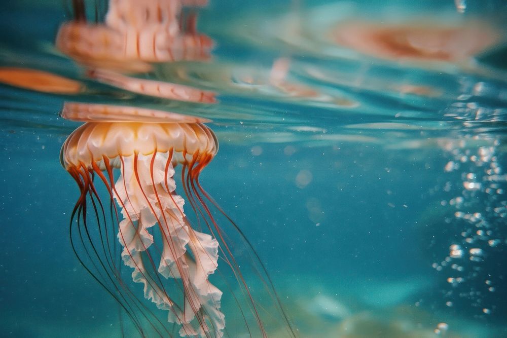 Jellyfish outdoors animal water.