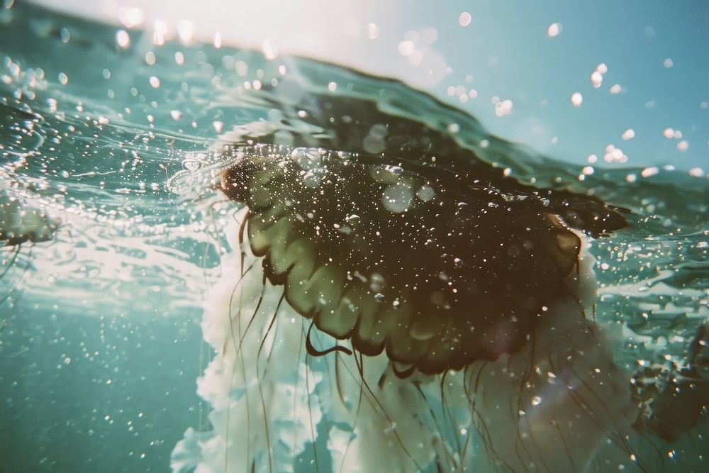 Jellyfish animal water sea.