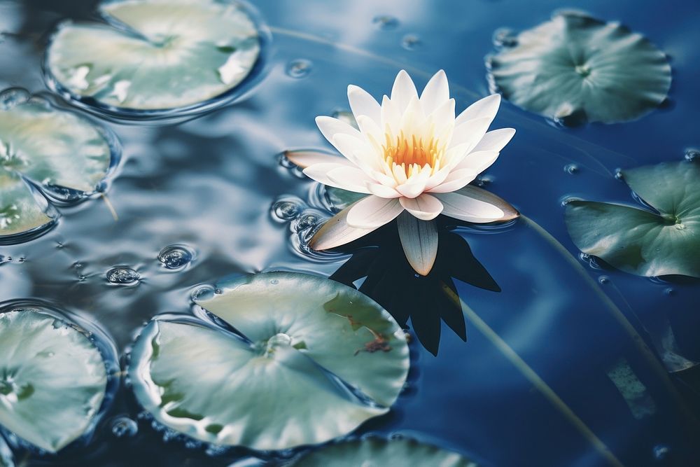 Lotus on water outdoors blossom nature.