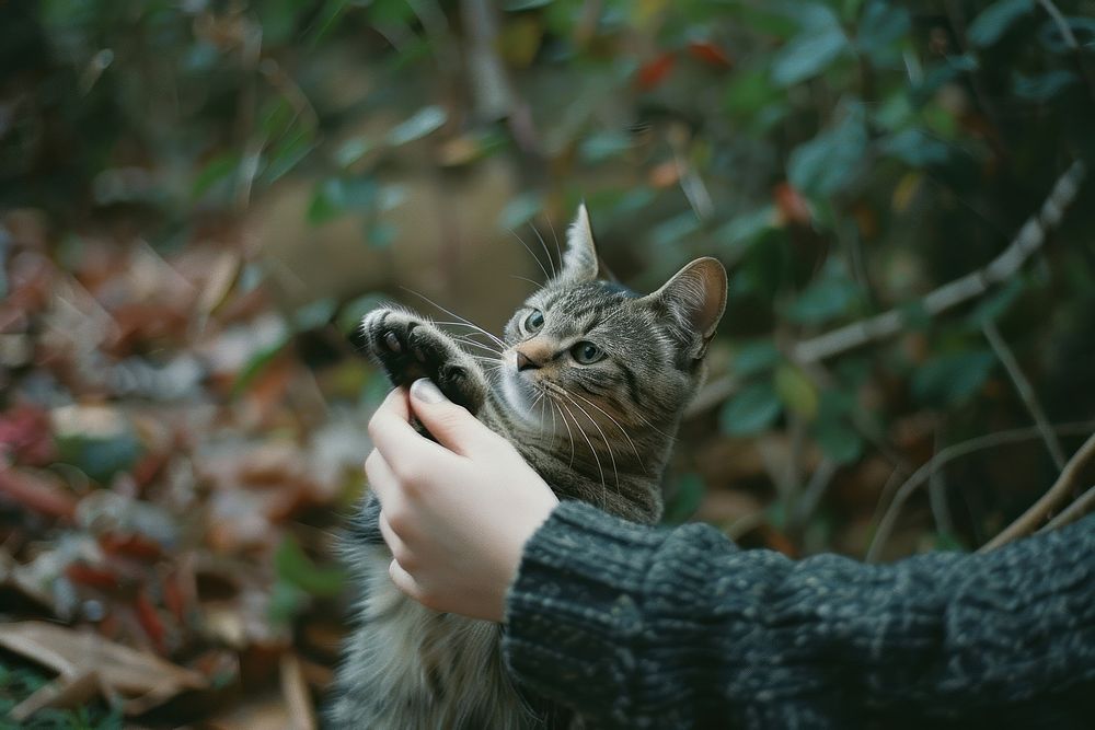 Person playing with cat animal mammal kitten.