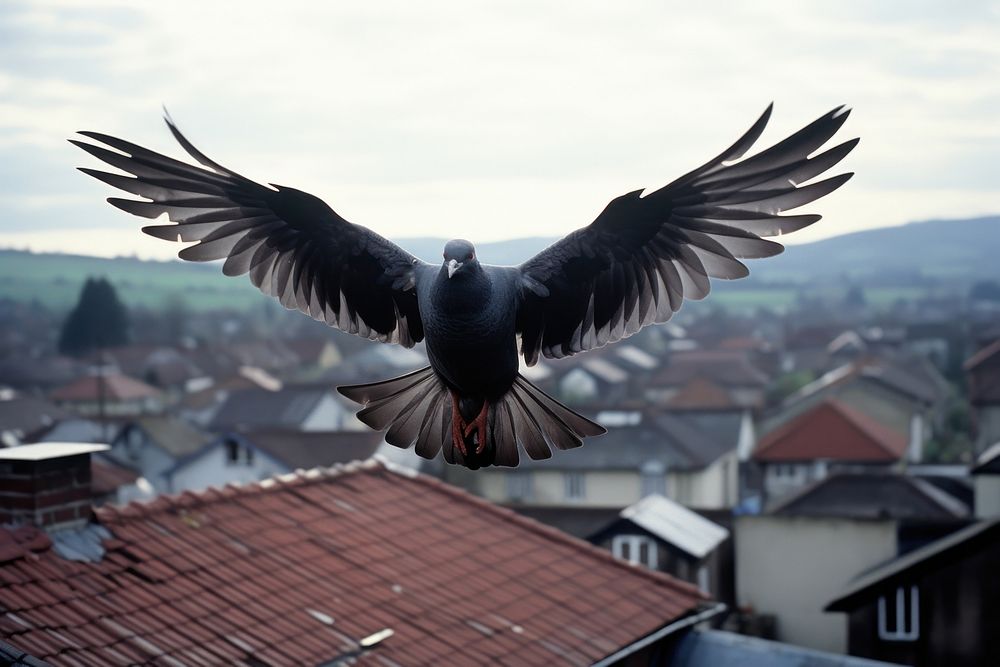 Pigeon animal flying pigeon.