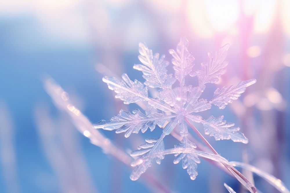 Snowflake backgrounds outdoors nature.