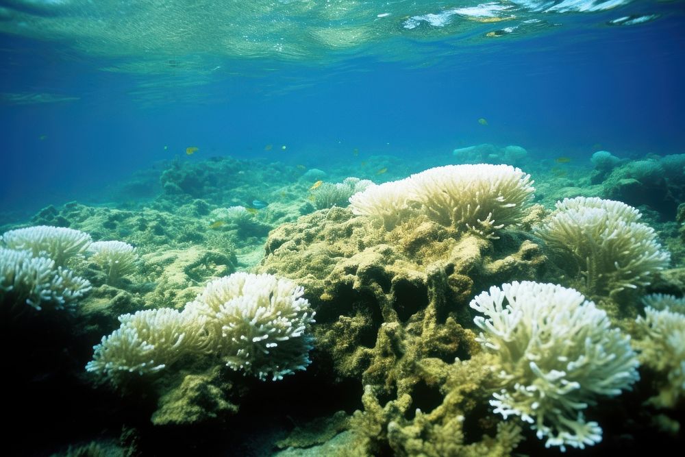 Underwater coral reef outdoors nature animal.