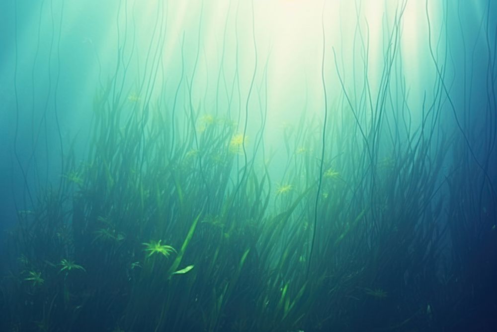 Underwater outdoors seaweed nature.