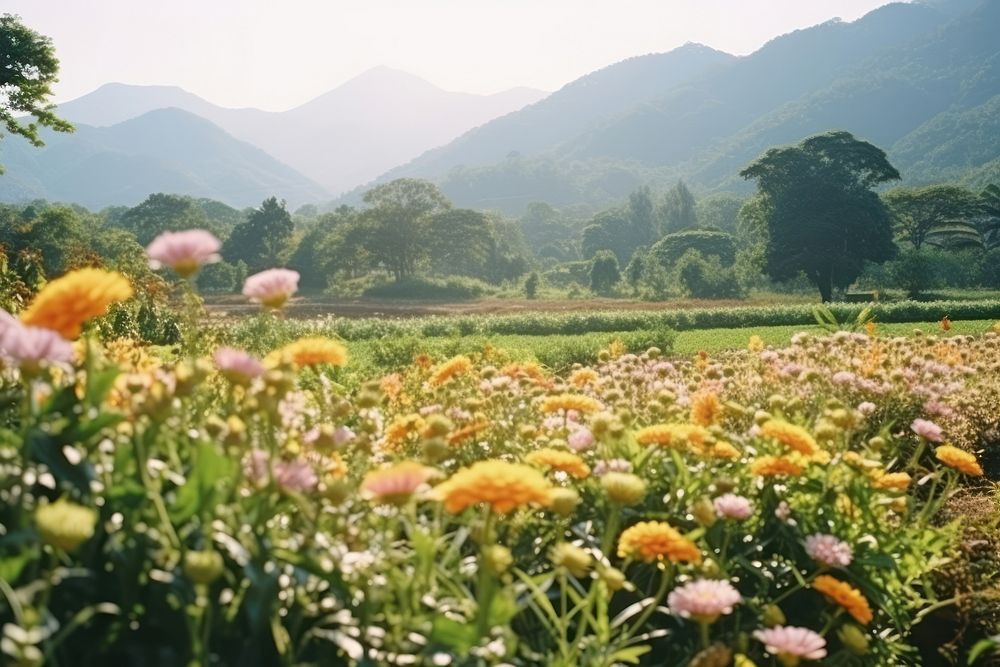 Various Tropical flower field landscape outdoors nature plant.