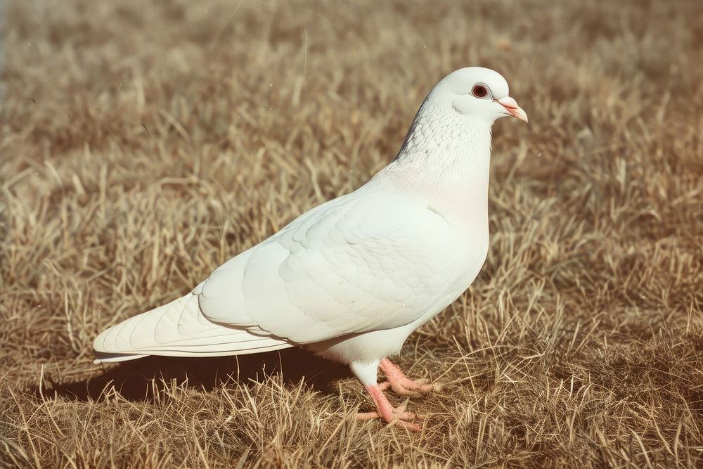 White Pigeon animal pigeon bird.