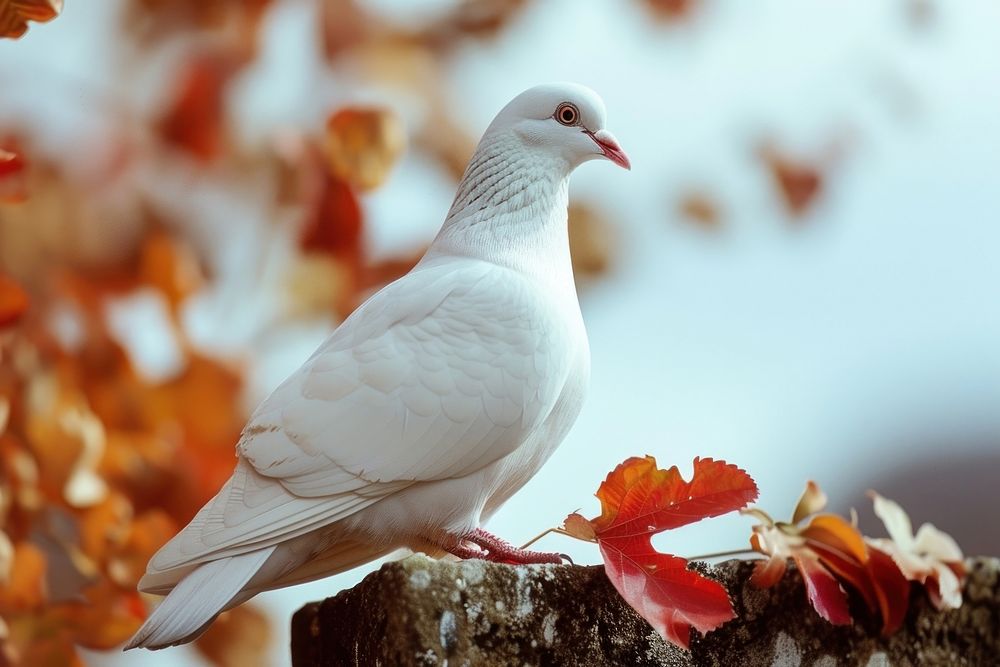 White Pigeon animal pigeon plant.