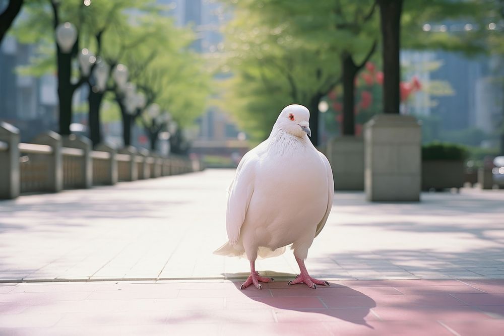 White Pigeon pigeon animal bird.