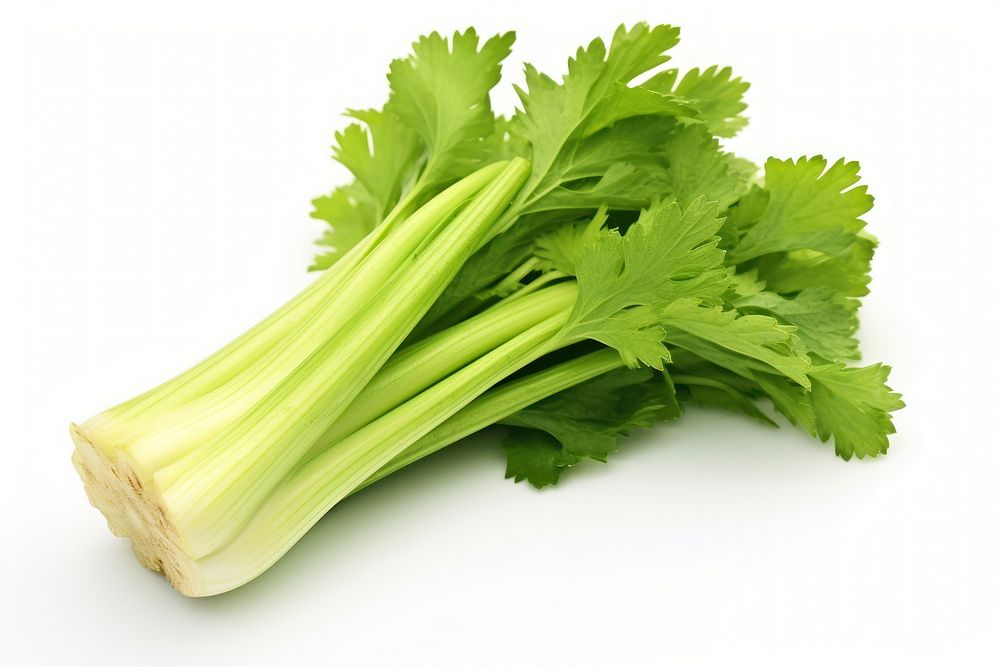 Celery vegetable parsley plant.