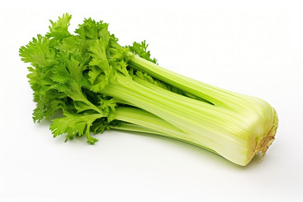 Big Celery vegetable parsley plant.