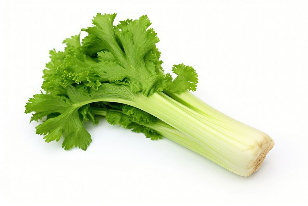 Big Celery vegetable parsley plant.
