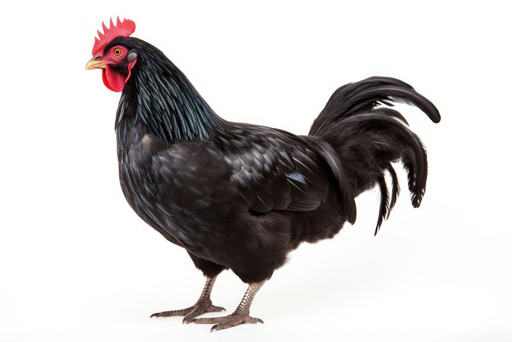 Black Hen chicken poultry animal.
