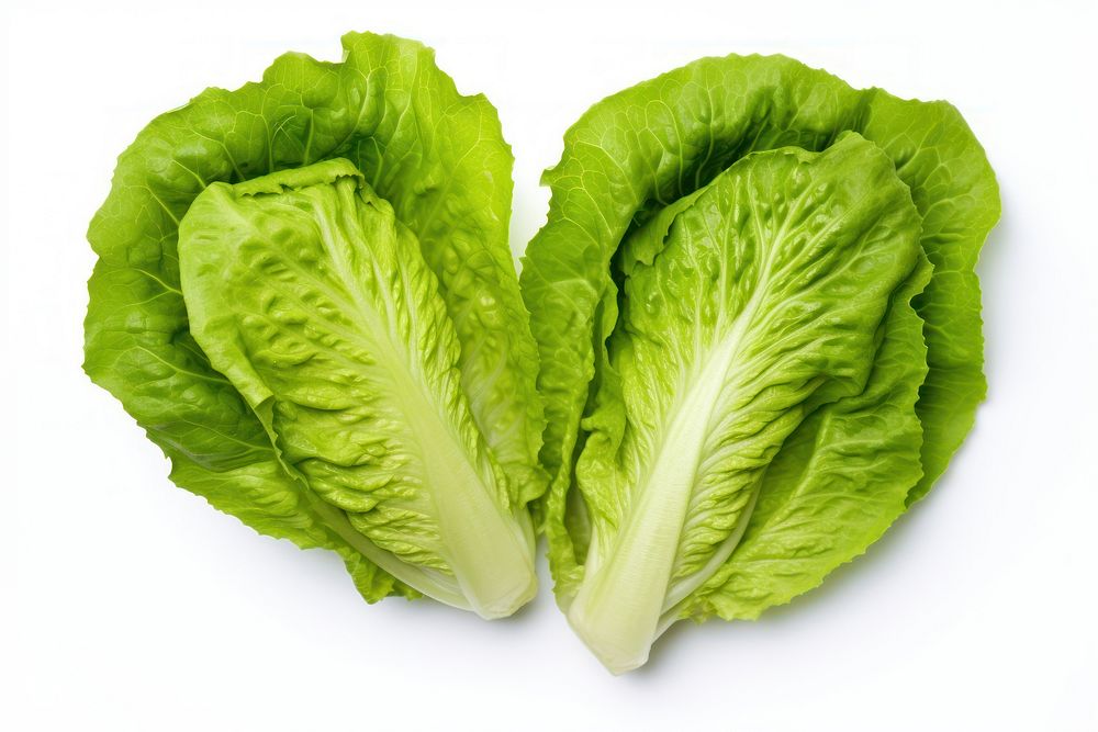 Hearts of romaine lettuce vegetable plant food.