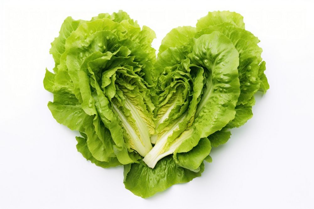 Hearts of romaine lettuce vegetable plant heart.