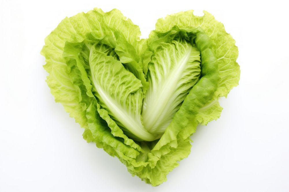 Hearts of romaine lettuce vegetable plant heart.