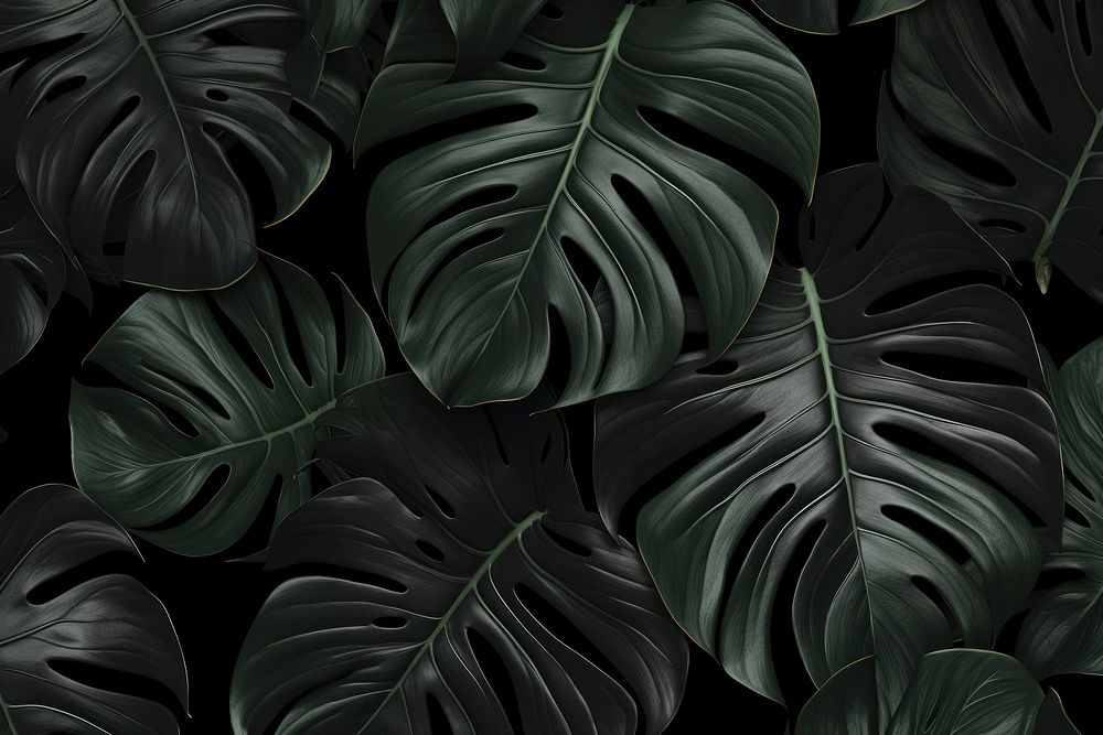 Leafs black backgrounds plant.