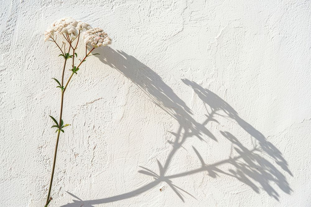 Hint of flower wall shadow plant.