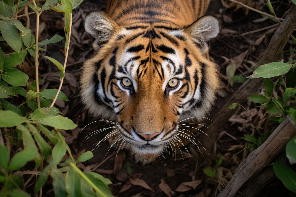 Tiger looking up at camera animal wildlife mammal.