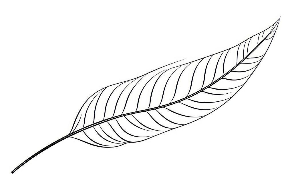 Leaf drawing sketch plant.