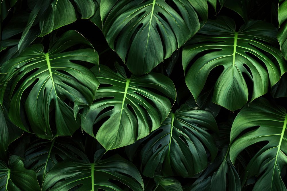 Leafs backgrounds plant green.