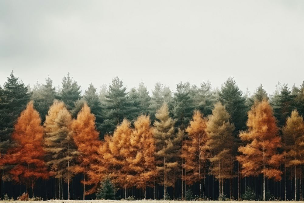 Autumn forest treeline landscape backgrounds outdoors nature.