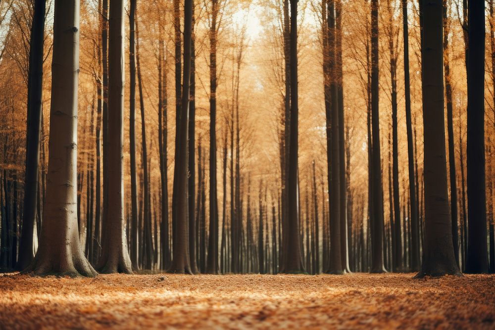 Autumn forest treeline landscape backgrounds sunlight outdoors.
