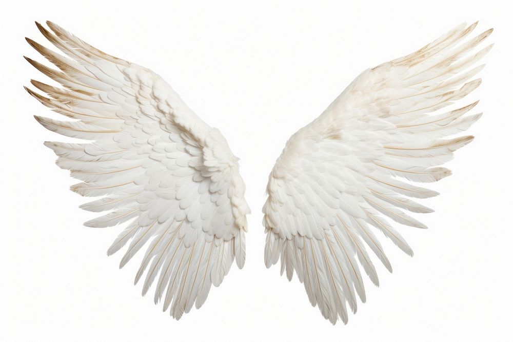 Angel wing white bird white background.