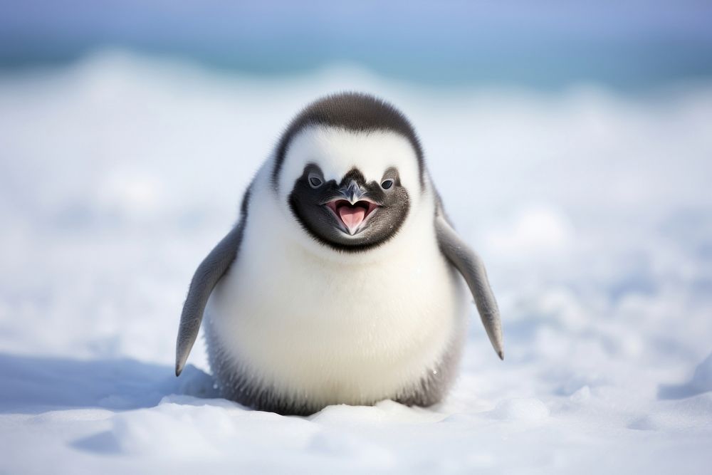 Cute baby emperpr penguin good laugh animal bird wildlife.