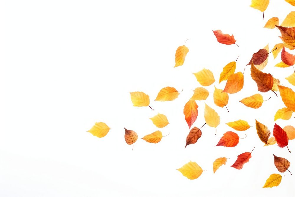 Photo of flying autumn leaves backgrounds plant petal.