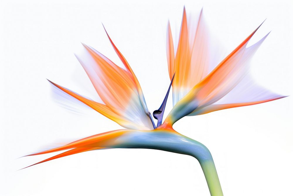Photo of flying bird of paradise flowers petal plant white background.