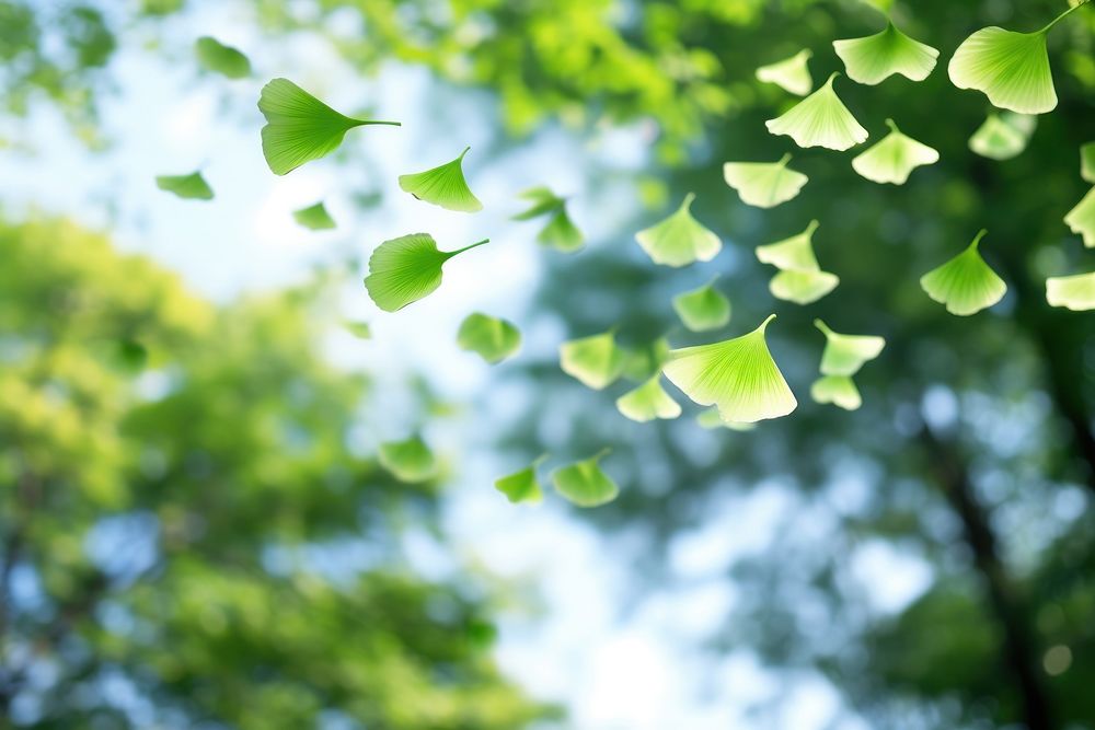 Photo of flying ginkgo leaves backgrounds outdoors nature.