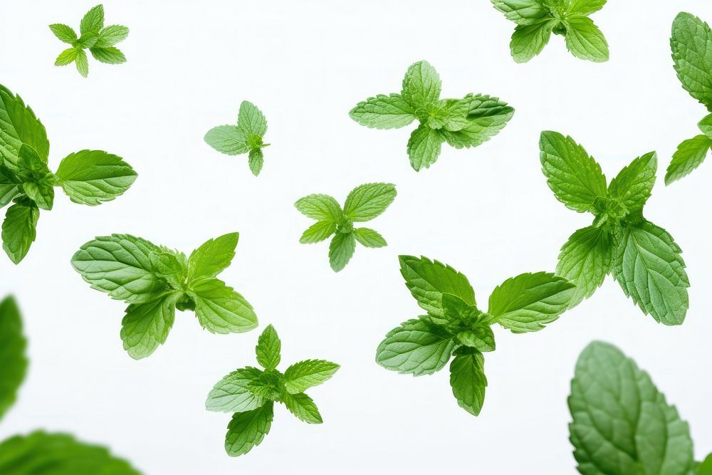 Photo of flying mint leaves backgrounds plant herbs.