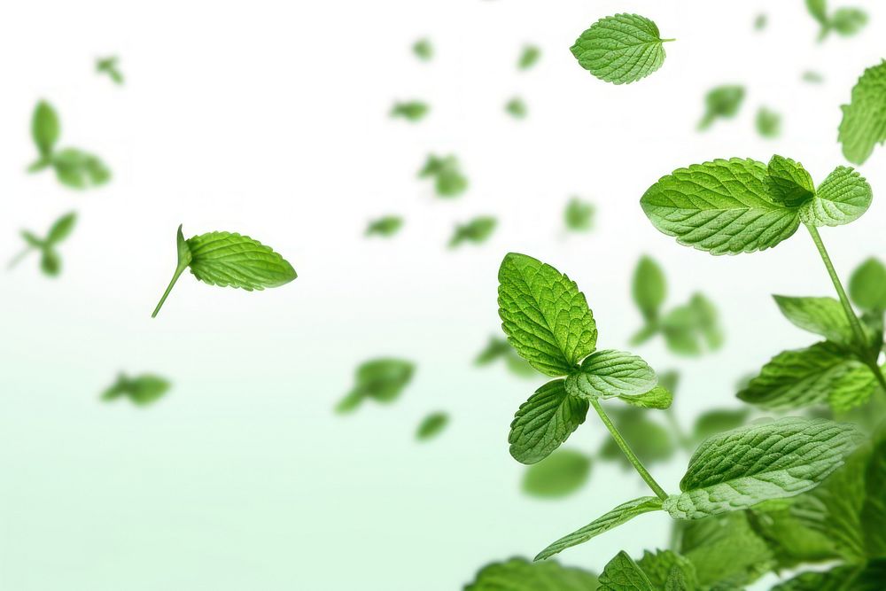Photo of flying mint leaves backgrounds plant herbs.