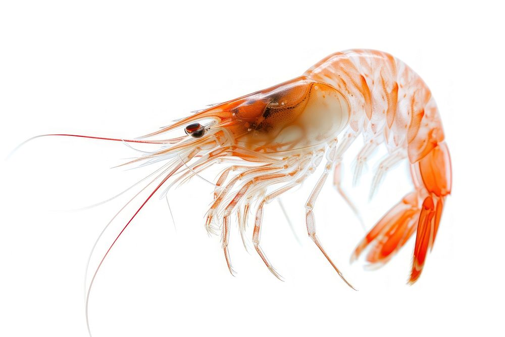 Photo of flying shrimp lobster seafood animal.