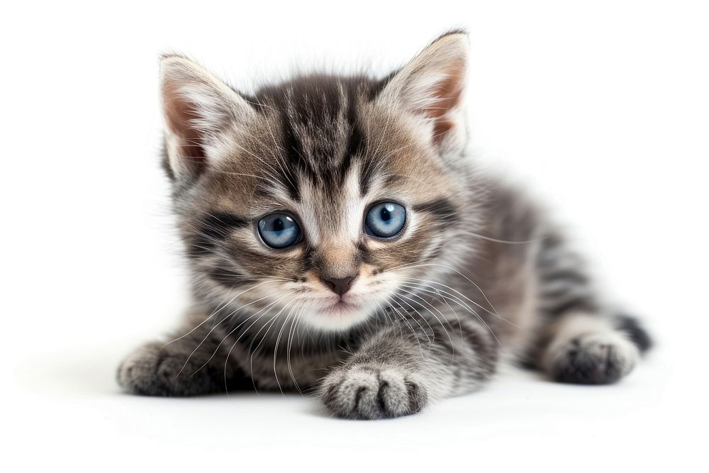Kitten mammal animal pet.