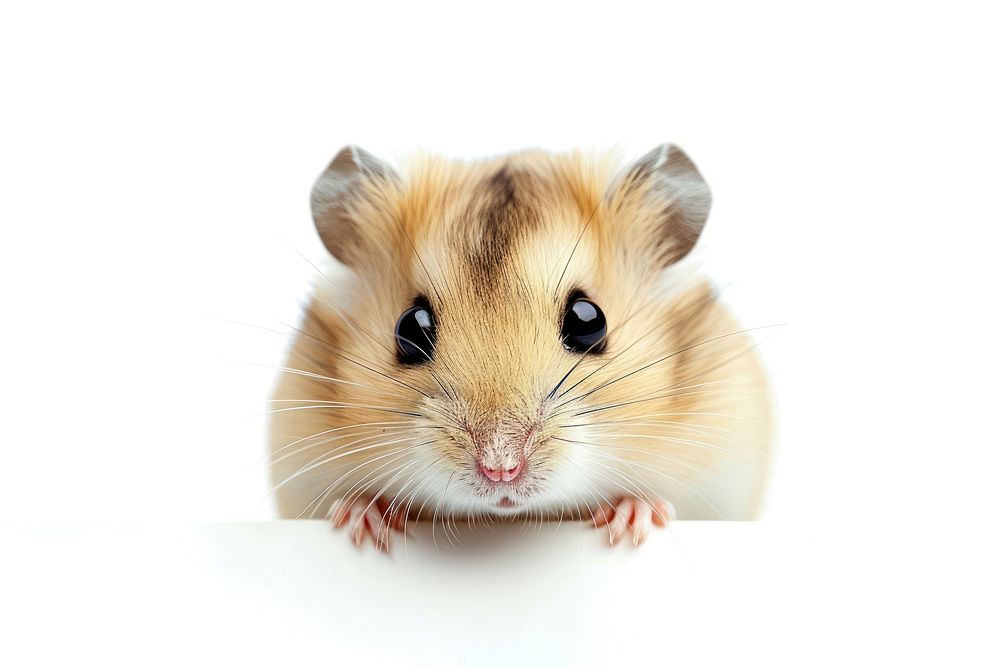 Hamster rodent animal mammal.