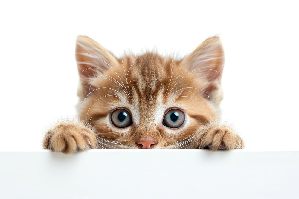 Kitten peeking mammal animal.