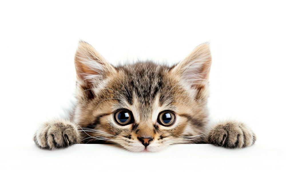Kitten animal mammal cute.