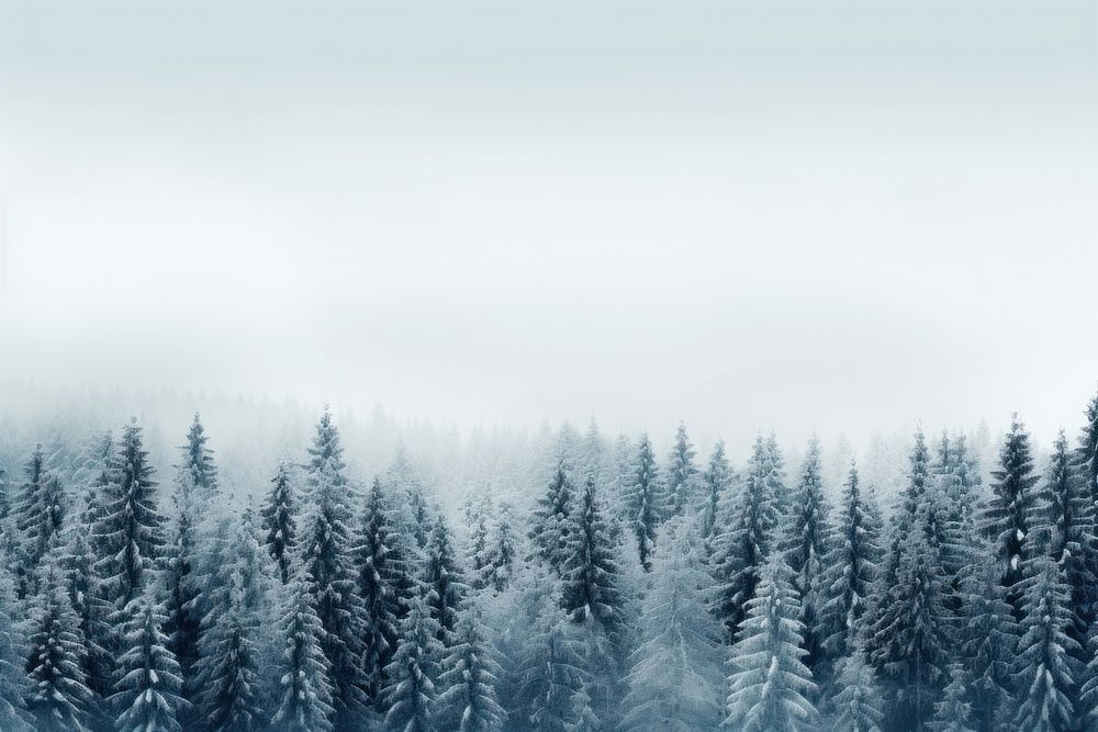 Snow forest treeline landscape backgrounds outdoors woodland.