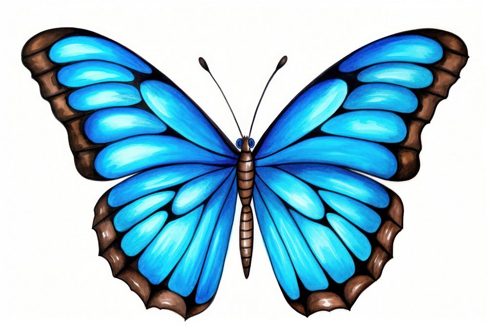 Blue Butterfly Watercolor butterfly insect animal.