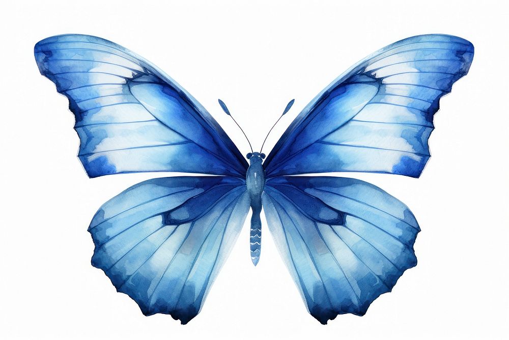 Blue Butterfly Watercolor butterfly animal insect.
