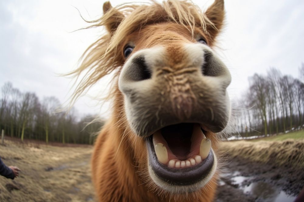Selfie horse mammal animal livestock.