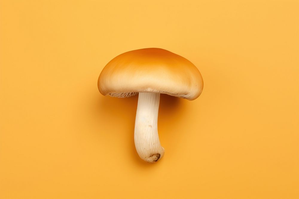 Mushroom fungus agaric agaricaceae.