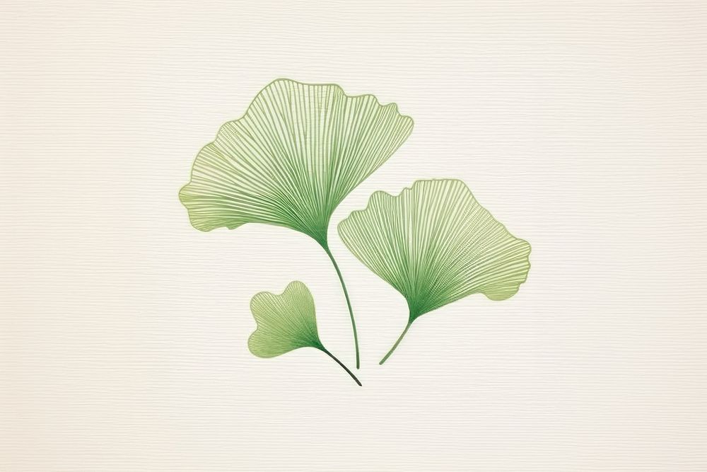 Ginkgo drawing plant green.